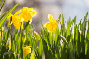 Yellow Narcissus Flowers, Early spring, Garden, Finland Yellow Narcissus Flowers, Early spring, Garden, Finland